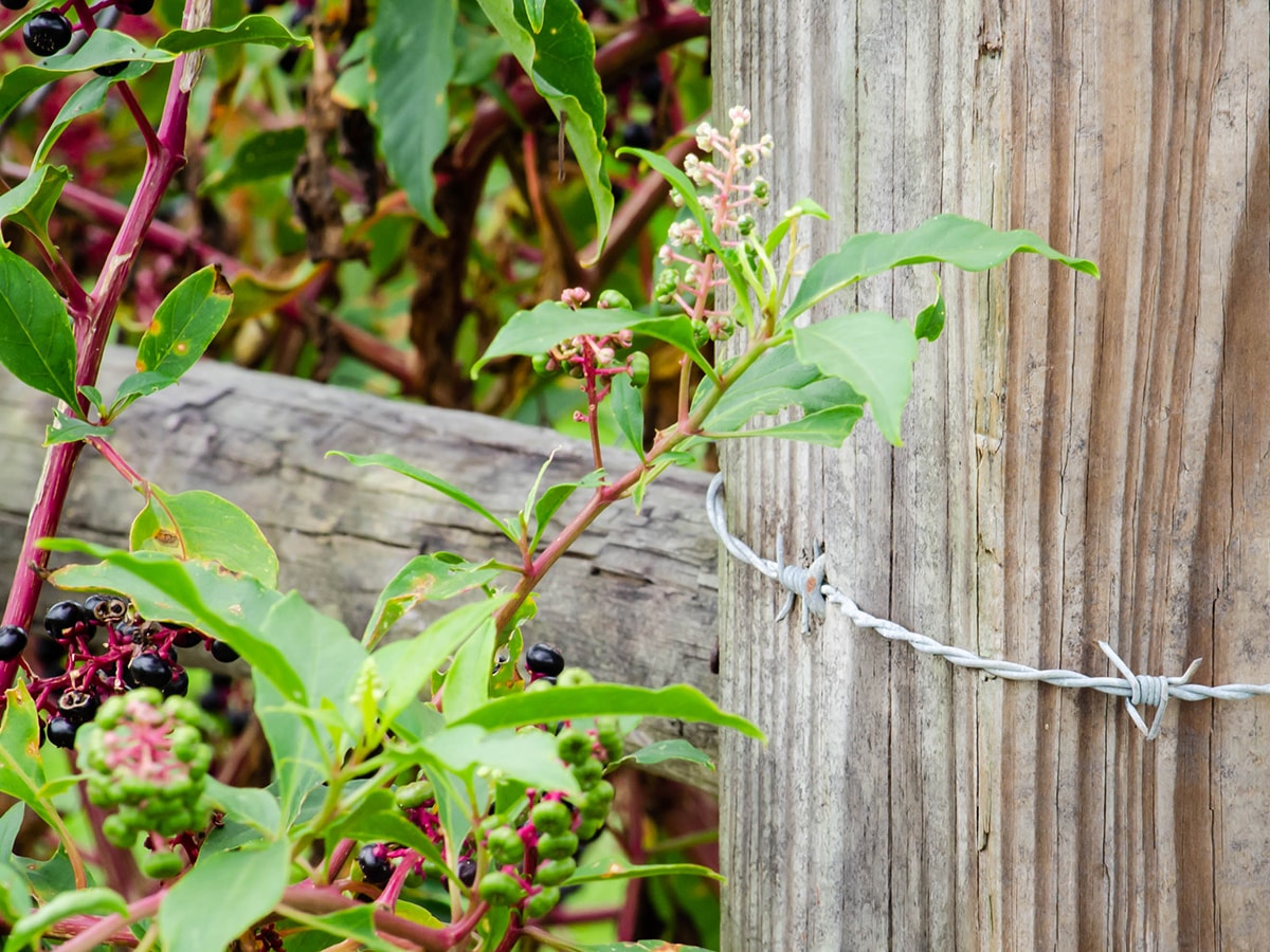 Pokeweed growing in the wild next to a wooden fence wrappend in barbed wire