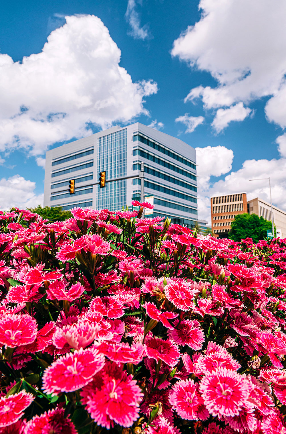 A flowerbed filled with pink flowers in the foreground frames the looming new research building behind and a blue, cloud-filled sky overhead