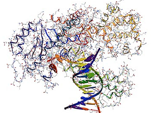 polymerase f