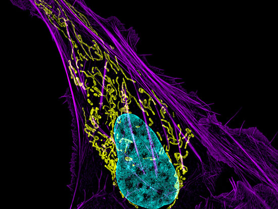 rep mitochondria nih 550px