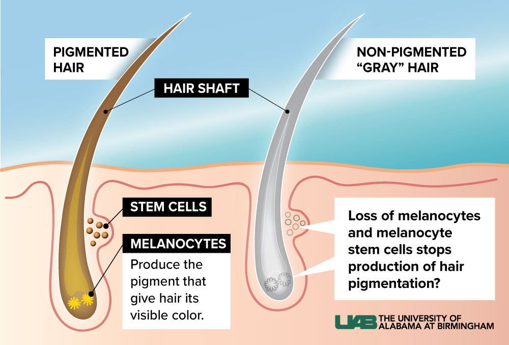 How hair grays graphic