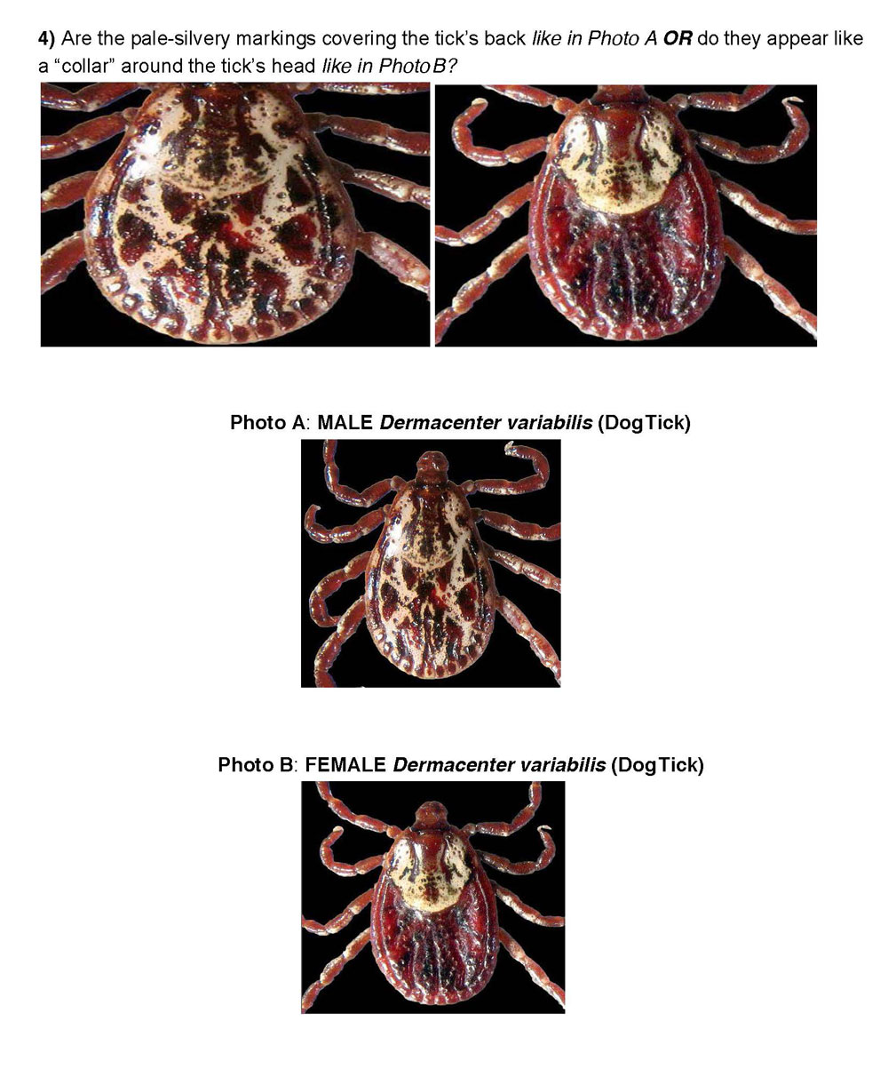 rep ticks tax key 1 1000px