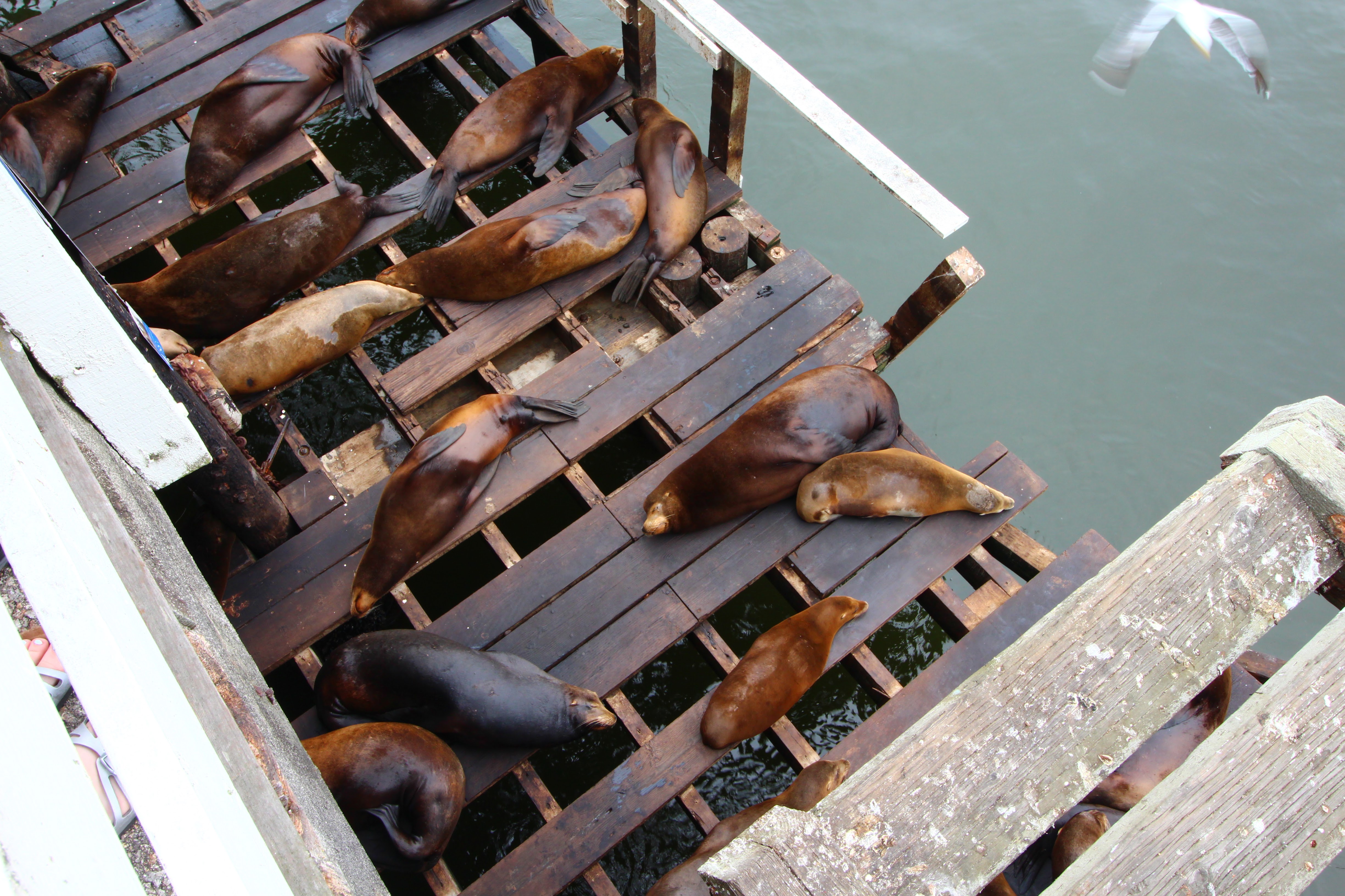 18Sea Lions Zalophus Californianus On The Santa Cruz Wharf CA