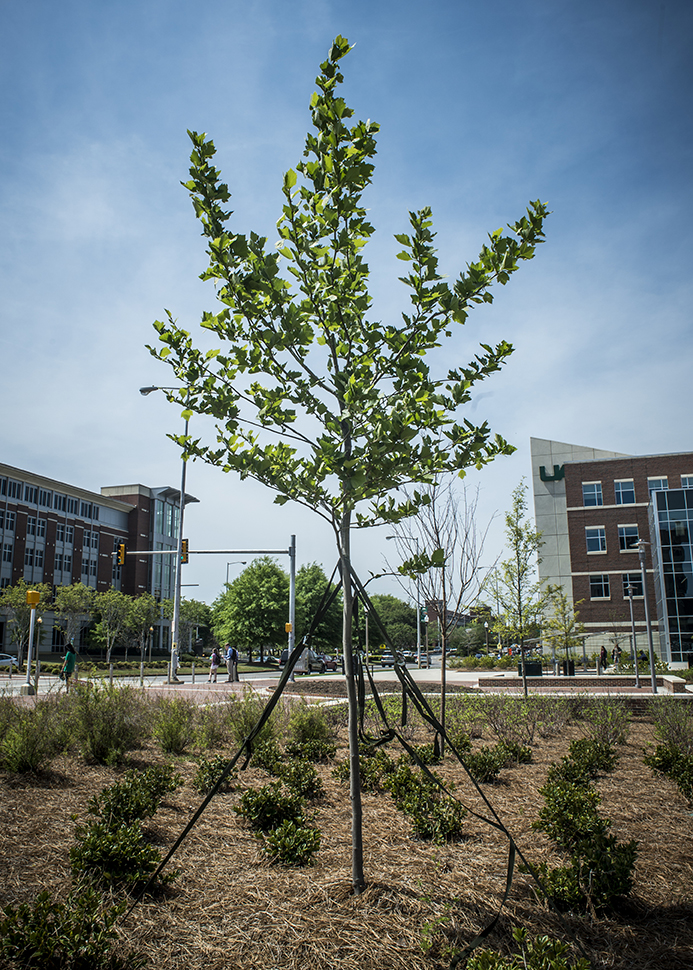 UAB’s rarest tree: Platanus orientalis, Oriental Plane Tree