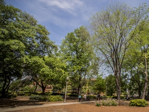 Campus gets the royal tree-tment