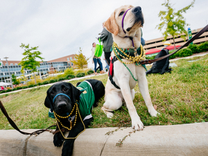 Cutest Pet Contest returns, highlighting special bond between humans and animals