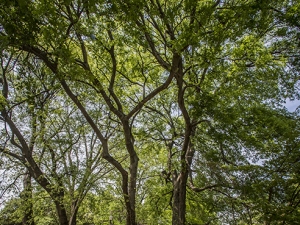 Consider the UAB Tree Fund for your holiday philanthropy