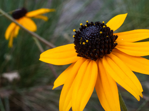 New butterfly habitat will help UAB do its part to restore Alabama’s native ecosystem