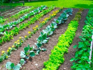 Grow your own fruits and vegetables in UAB Gardens