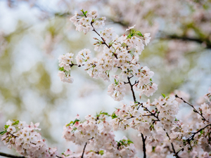 New growth: UAB’s Tree Campus honors expand to medical center