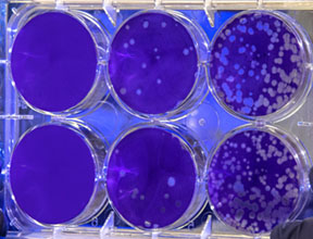 Molecular and Cellular Analysis Core