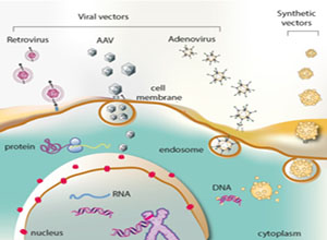 Neuroscience Vector and Virus Core