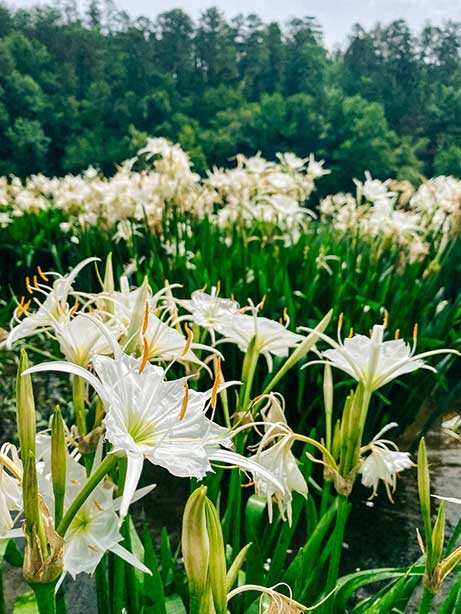 Cahaba lilies at the Cahaba National Wildlife Refuge