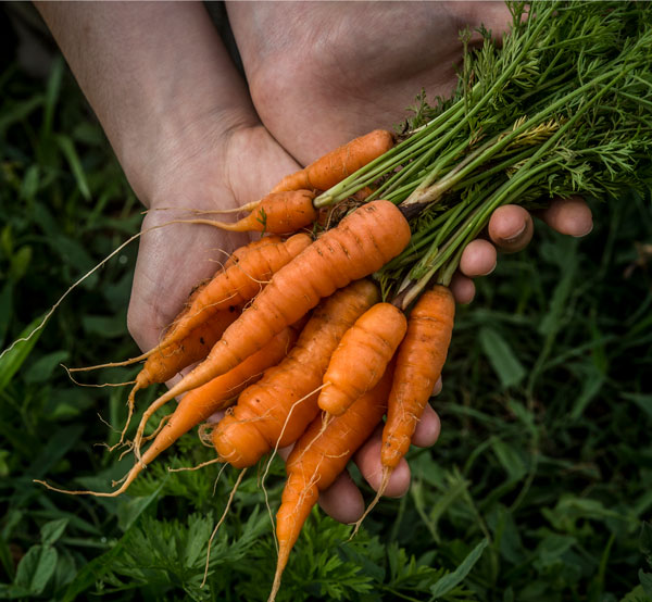 Photo of hands holding carrots from garden