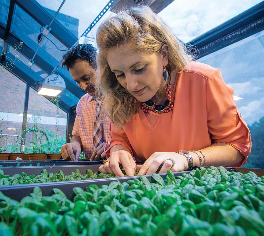 Photo of Shahid and Karolina Mukhtar examining trays of Arabidopsis plants