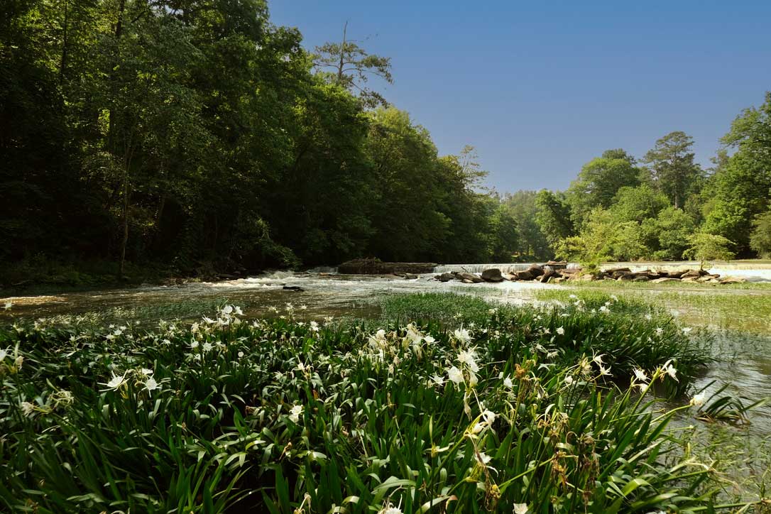 Graphic: Cahaba lillies