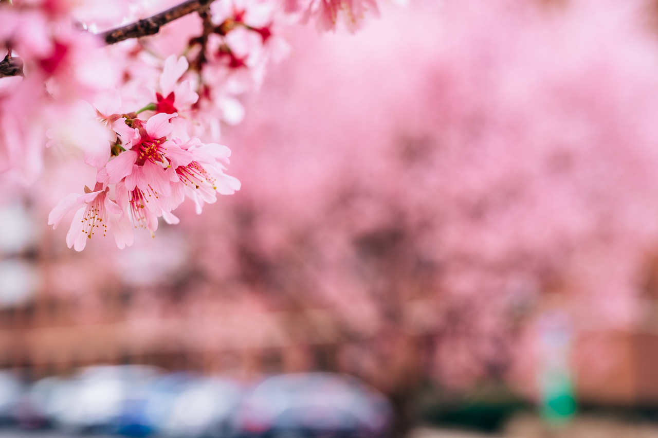 Close up of pink cherry tree blossoms.