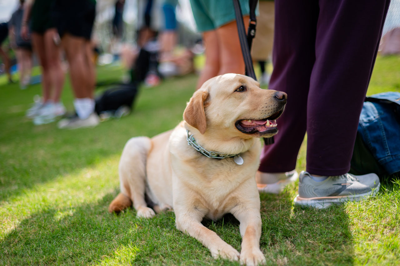 Close-up of a yellow labrador retriever dog lying on the grass amonst standing people at the UAB Track and Field Facility.